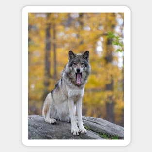 Timber Wolf Sticker